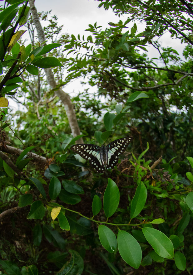 a0126632_16144367.jpg