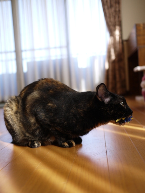 猫のお留守番 ワサビちゃん天ちゃん麦くん茶くん編。_a0143140_17385359.jpg