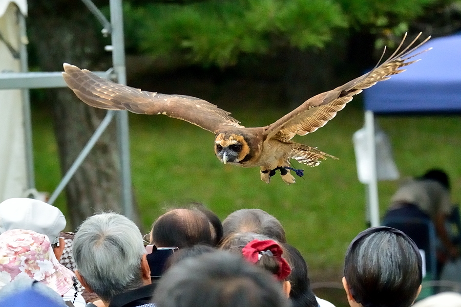 ２０１６鷹狩りフライトショー・2/2 _d0148541_1904065.jpg