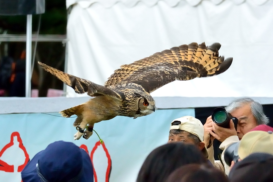 ２０１６鷹狩りフライトショー・2/2 _d0148541_192991.jpg