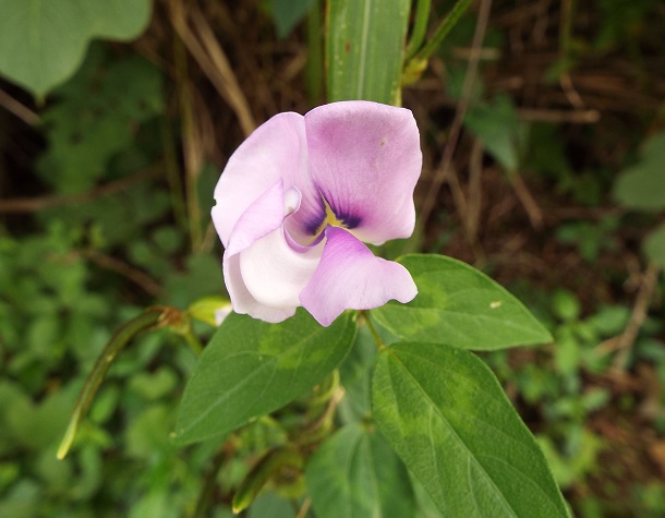 お花散策へ_e0164643_21281811.jpg