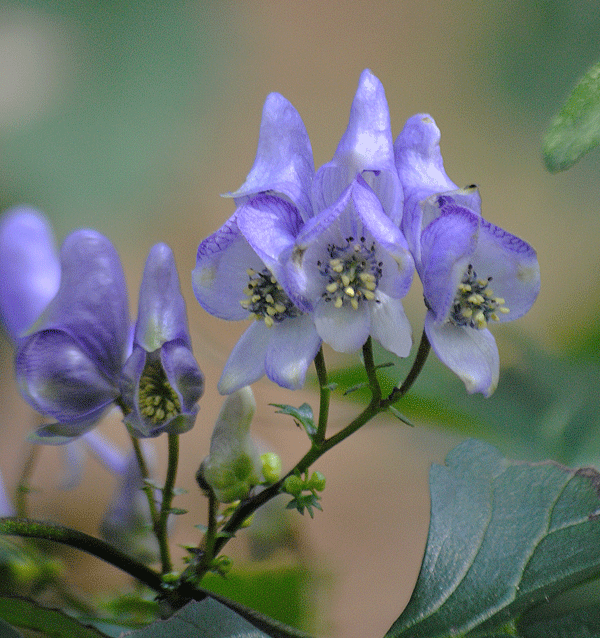 a0001354_23272585.gif