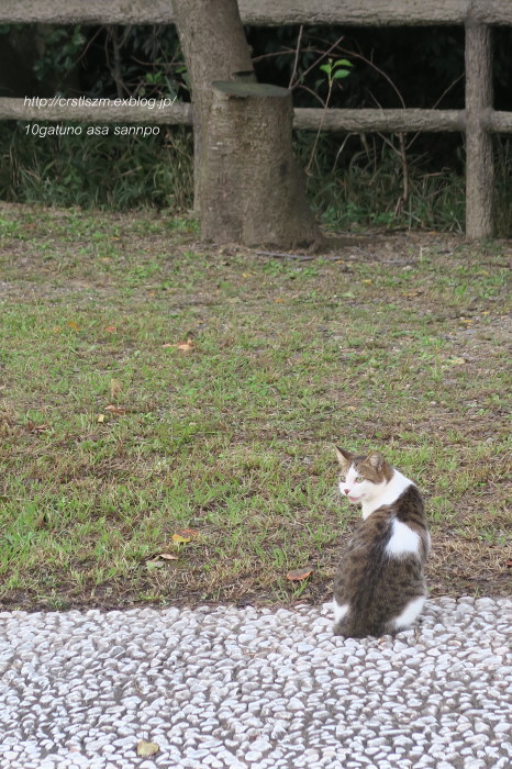 朝さんぽ  10月の公園にて_e0348754_15154748.jpg