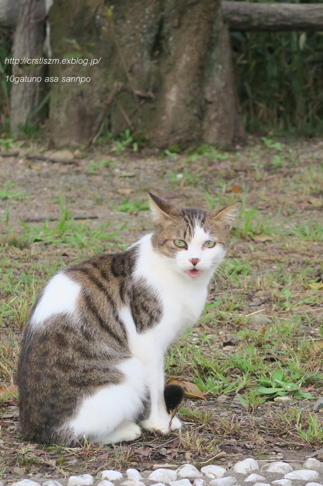 朝さんぽ  10月の公園にて_e0348754_15160181.jpg