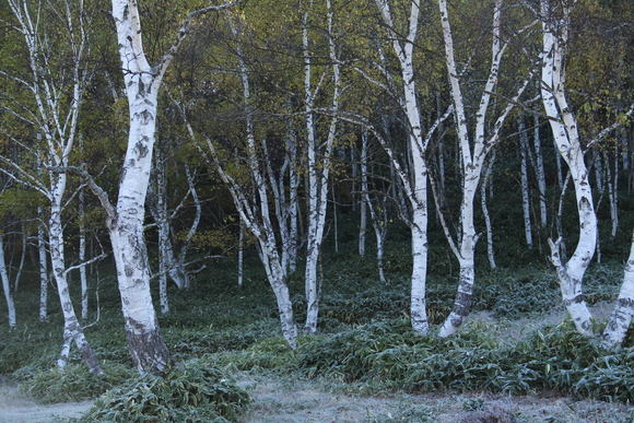 b0242358_12372036.jpg