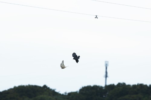 チョウゲンボウ、カラスと鬼ごっこ。_a0335760_21032475.jpg