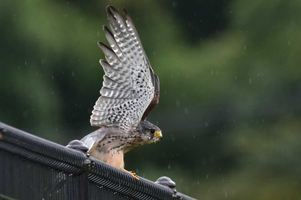 雨に降られたチョウゲンボウ Ⅱ 飛び出し_f0053272_110382.jpg