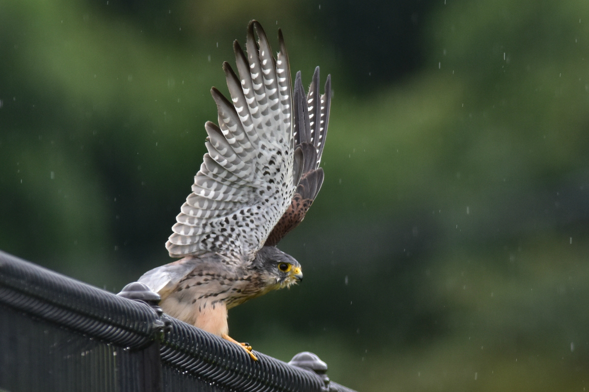 雨に降られたチョウゲンボウ　Ⅱ　飛び出し_f0053272_1105282.jpg