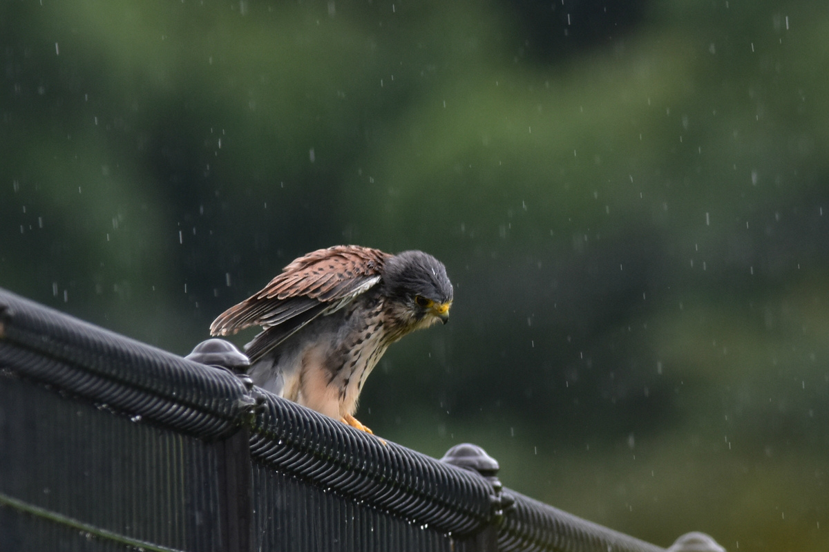 雨に降られたチョウゲンボウ Ⅱ 飛び出し_f0053272_165522.jpg
