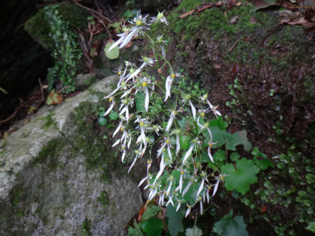 雷山～井原山縦走（糸島市）_d0182075_03095283.jpg