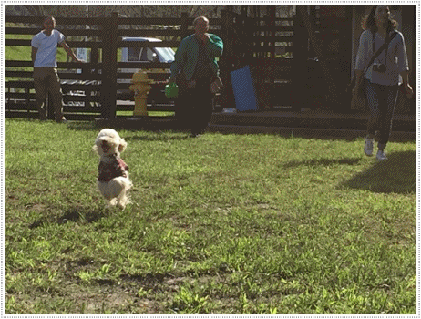 b0175688_22405182.gif