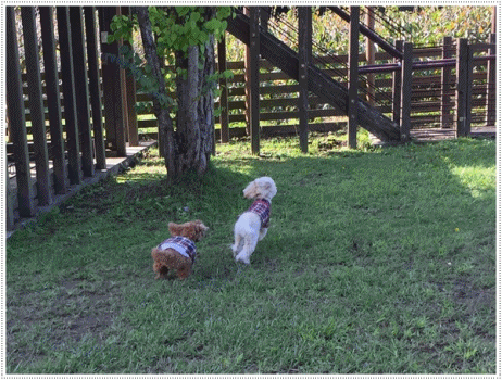 b0175688_22405580.gif