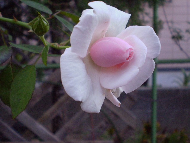a0135990_21321121.jpg