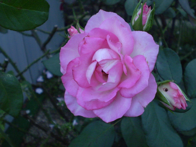 a0135990_2133441.jpg