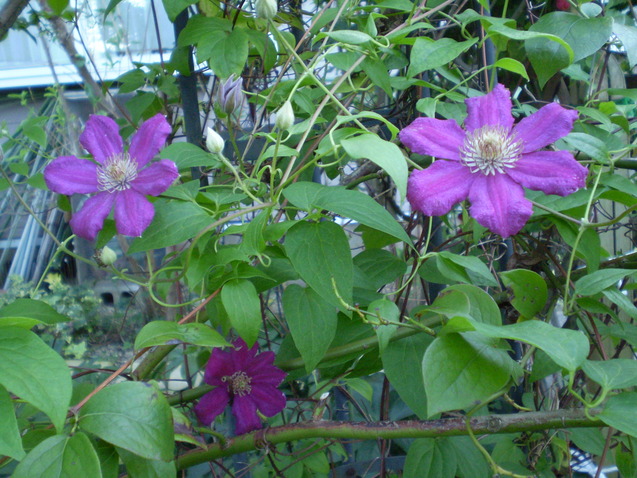 a0135990_21345569.jpg