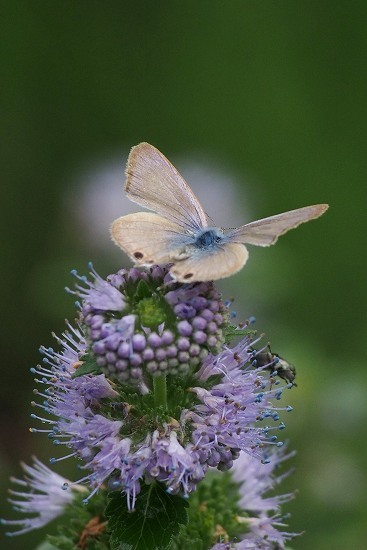 e0348392_18021994.jpg