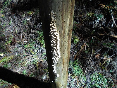 f0308898_2012339.jpg
