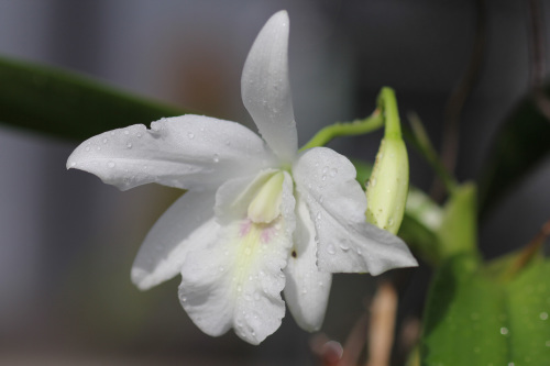 L.rubescens f.alba \'White Sand\' と夜の風景_d0007501_10143156.jpg