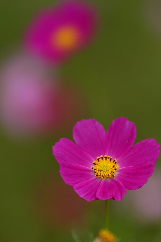 ３．３ｈａの広大な花畑に、コスモスとサルビアが咲き乱れる埼玉県の公園（大宮花の丘農林公苑）_b0291402_07532376.jpg