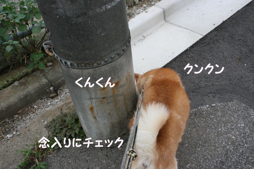 すーちゃんの家族さがし!_f0242002_21103407.jpg