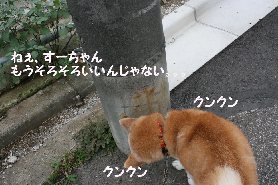 すーちゃんの家族さがし!_f0242002_21103867.jpg