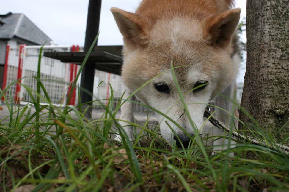 すーちゃんの家族さがし!_f0242002_21104267.jpg