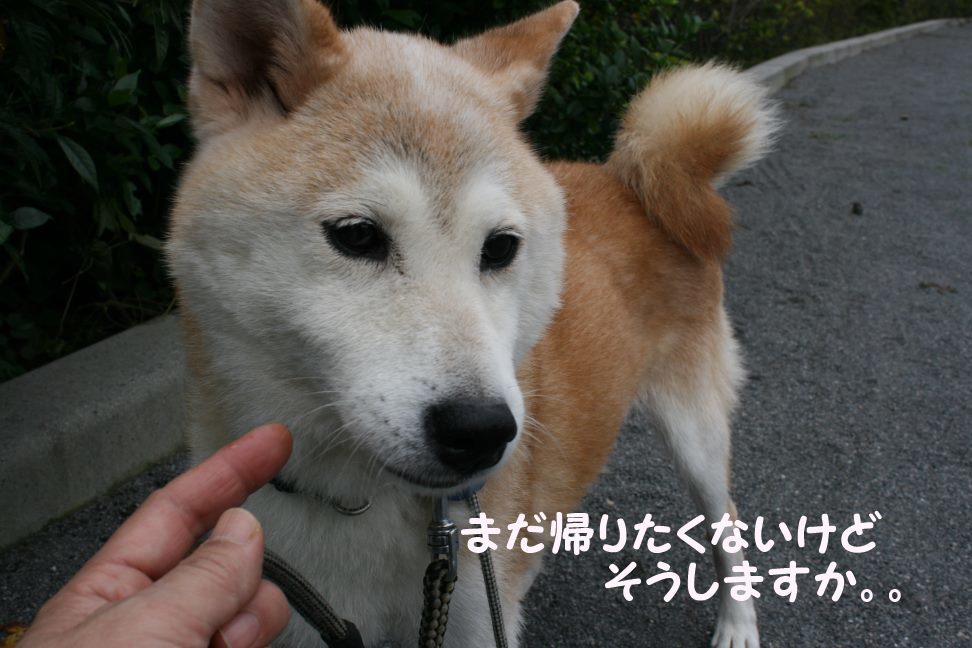 すーちゃんの家族さがし!_f0242002_21105253.jpg