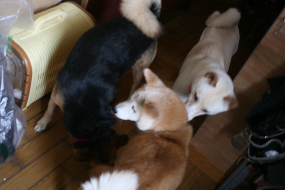 すーちゃんの家族さがし!_f0242002_21113020.jpg