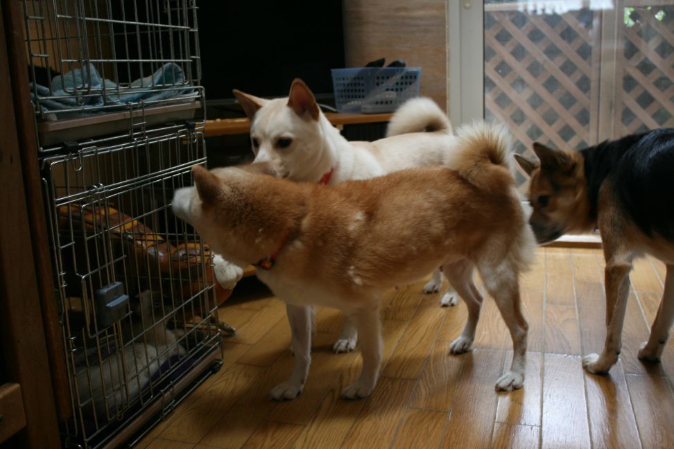 すーちゃんの家族さがし!_f0242002_21114347.jpg