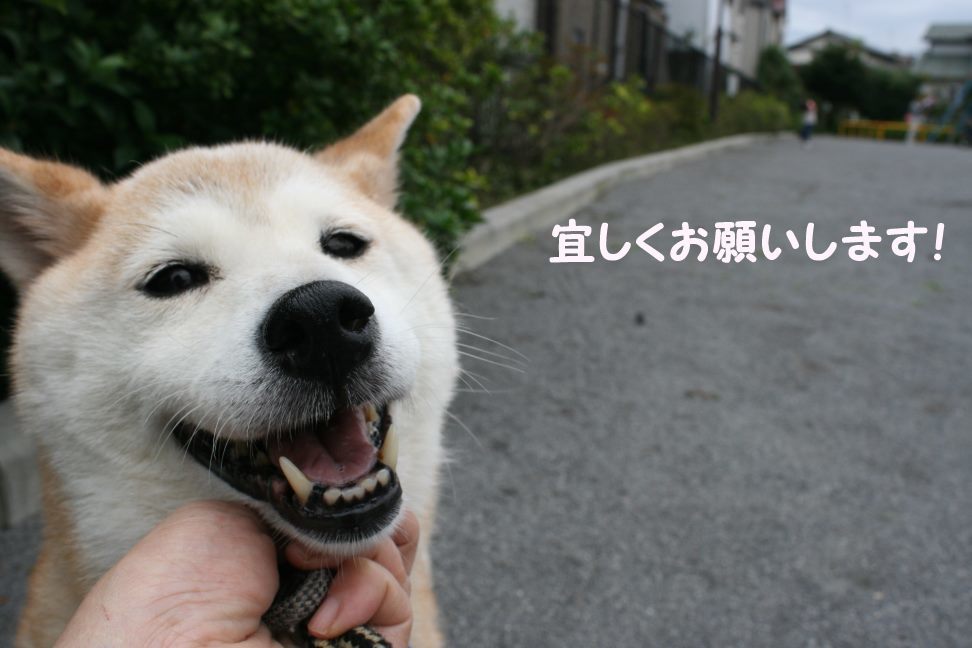 すーちゃんの家族さがし!_f0242002_21120489.jpg
