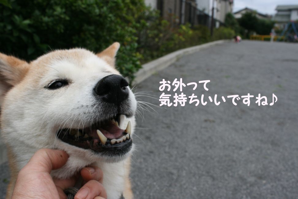 すーちゃんの家族さがし!_f0242002_21120910.jpg