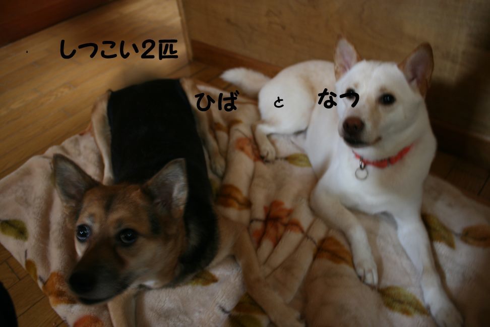 すーちゃんの家族さがし!_f0242002_21165920.jpg