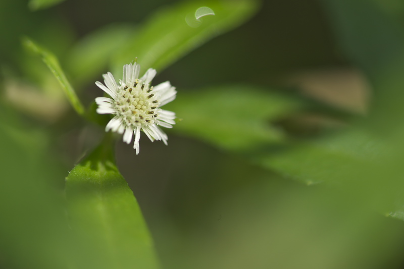 近くで見かけた花_f0010717_16123983.jpg