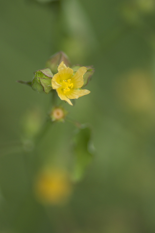 近くで見かけた花_f0010717_16193054.jpg