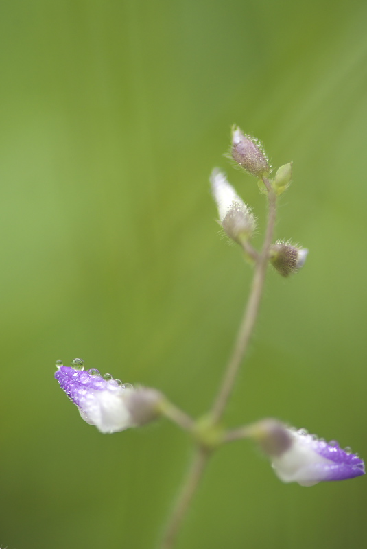 近くで見かけた花_f0010717_1644544.jpg