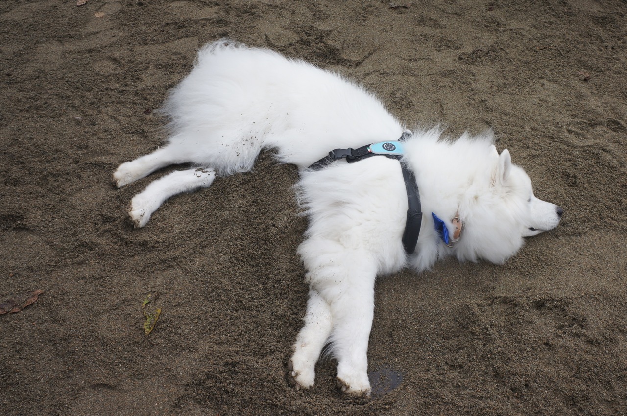 エニセイっ子３期生のお誕生会＆北海道からようこそ！の集い_furari後編_f0234023_22104647.jpg