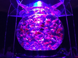アートアクアリウム展_f0233340_1455917.jpg