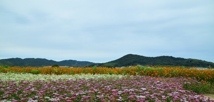 ” 秋桜とアサギマダラ~花の海~2016 Autumn\"_d0153941_16184246.jpg