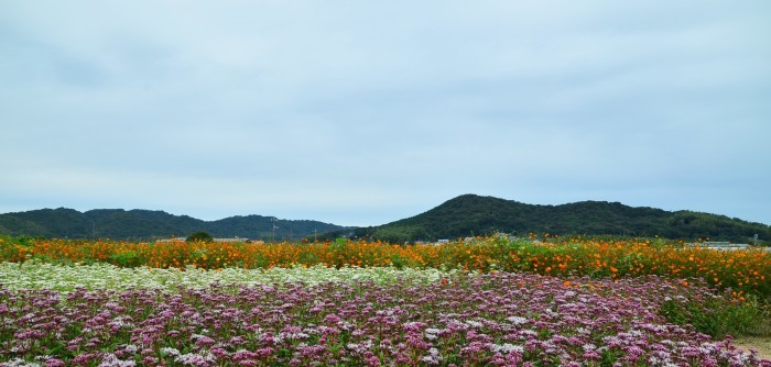 ” 秋桜とアサギマダラ～花の海～2016 Autumn\"_d0153941_16184246.jpg