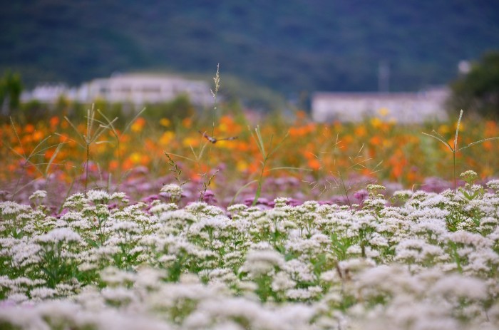 ” 秋桜とアサギマダラ~花の海~2016 Autumn\"_d0153941_16184901.jpg