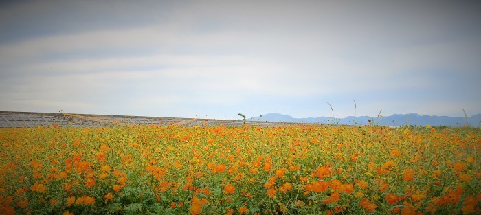 ” 秋桜とアサギマダラ～花の海～2016 Autumn\"_d0153941_16204694.jpg