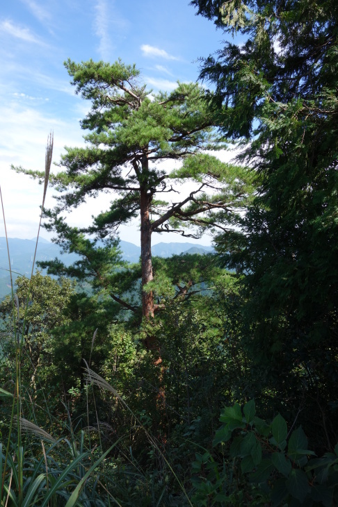 矢部村山系八名山①(文字岳)_d0345153_20594813.jpg