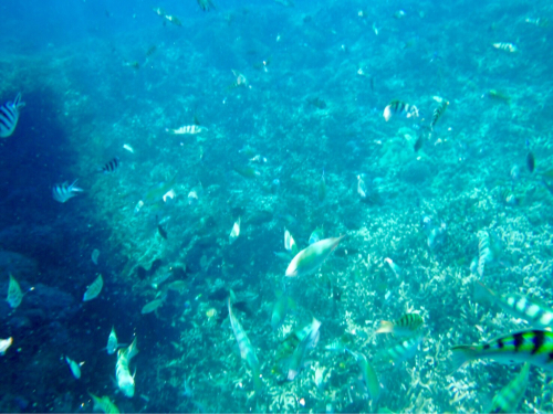 インドネシアの旅⭐️バリ島からレンボーガン島へ_c0151965_12223143.jpg