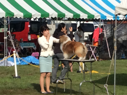 JKC 大阪部会展 パート1_f0126965_16053904.jpg