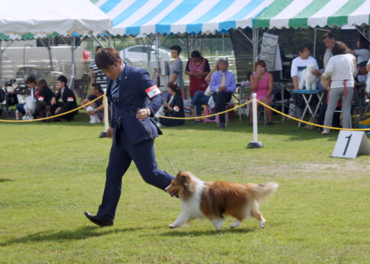 JKC大阪部会展パート2_f0126965_16175463.jpg
