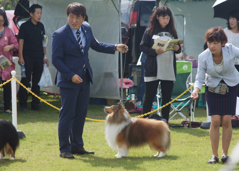 JKC大阪部会展パート2_f0126965_16175474.jpg