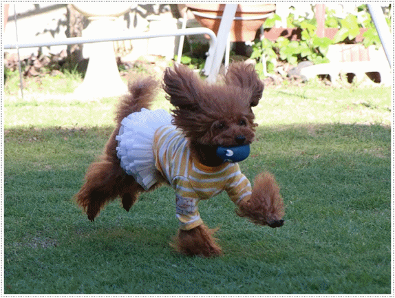 b0175688_23080372.gif