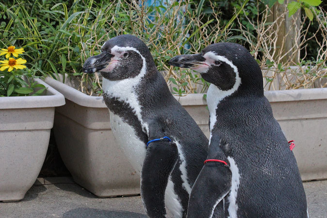 埼玉県こども動物自然公園「ペンギンヒルズ」その2_b0355317_20310792.jpg