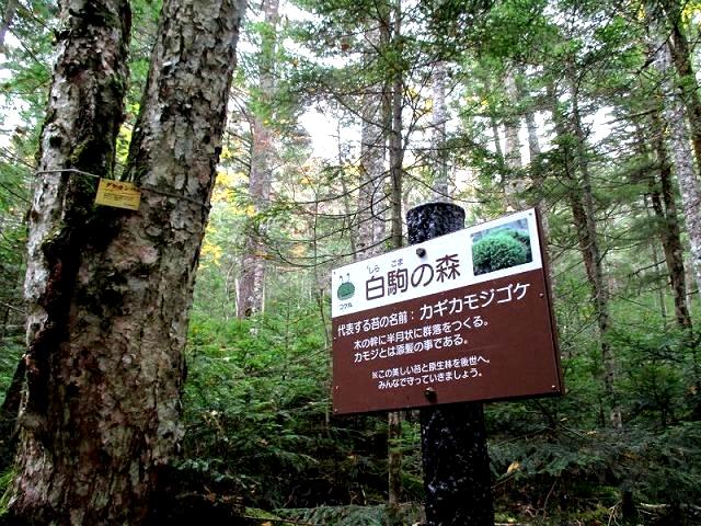 北八ヶ岳　秋の白駒の池ひと巡り　　　　　Shirakomaike in Northern Yatsugatake_f0308721_21414261.jpg