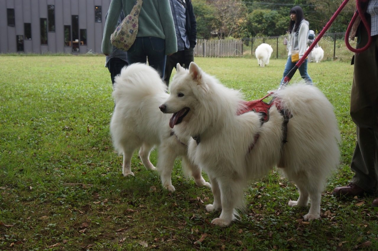 エニセイっ子3期生のお誕生会＆北海道からようこそ！の集い_ラリュール後編_f0234023_21134788.jpg